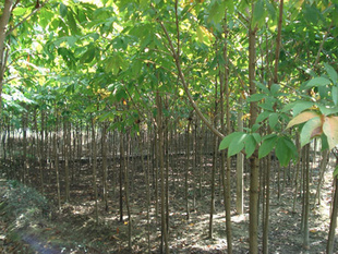 出售绿化苗木 木瓜树苗 20cm-3米以上